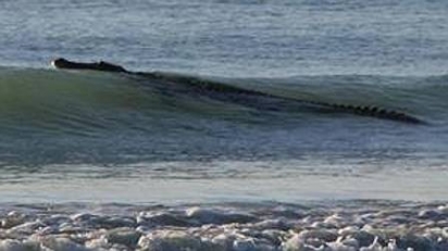 Crocodilo de 4 metros fecha praia na Austrália no ano de 2014. (Foto: Reprodução/Sharon Scoble)
