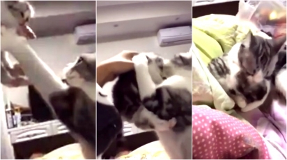 Mulher pega filhote e gata reage querendo-o de volta. (Foto: Reprodução Reddit/Circus-Bartender)