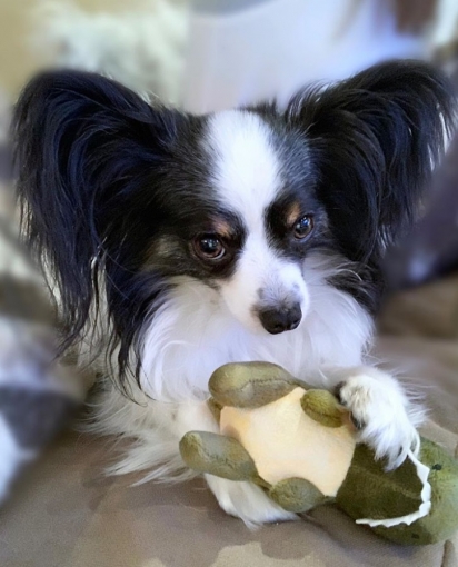 Os cães se distraem facilmente com brinquedos. (Foto: Instagram/patrick_the_papillon)