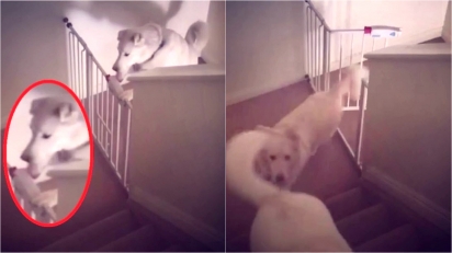 Cachorra surpreende por sua esperteza em abrir grade de proteção que leva para o segundo andar da casa. (Foto: Reprodução/Kennedy News & Media)