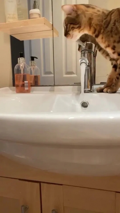 A gatinha Amber aprendeu a abrir a torneira da pia do banheiro. (Foto: Reprodução/Kennedy News & Media)