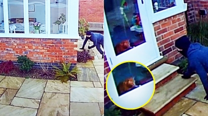 Gato observa ladrão tentando invadir a casa de sua família. (Foto: Reprodução Facebook/Nottinghamshire Police)