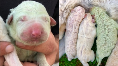 Filhote de cachorro nasce com pelo verde em uma ninhada de cinco. (Foto: Instagram/cristian_mallocci) 