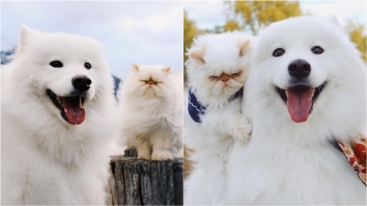 Cão samoieda e gato persa divertem seguidores com suas caretas. (Foto: Instagram/casperandromeo) 