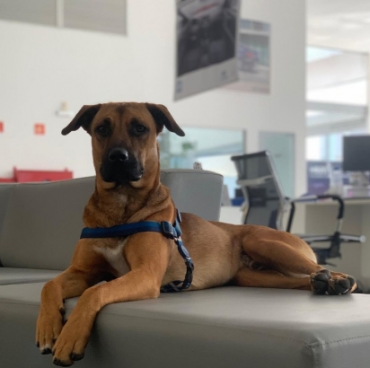 O cão Tucson Prime foi adotado em julho por uma concessionária no ES. (Foto: Instagram/tucson_prime)
