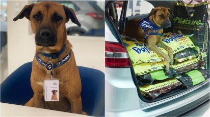 O cão Tucson Prime é convidado a ser Embaixador da adoção animal pela Alinutri Nutrição Animal. (Foto: Instagram/tucson_prime)