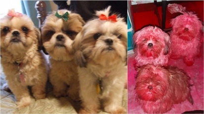 Cães da raça shih-tzu mexem na maquiagem da dona e ficam rosa. (Foto: Reprodução/ViralPress)