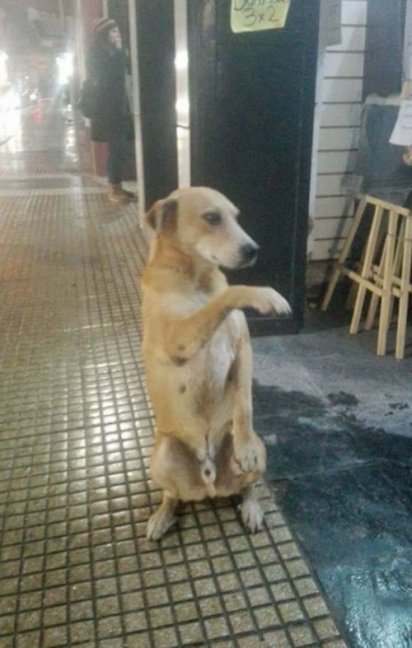 O cachorro vivia nas ruas da Argentina. (Foto: Facebook/Red Mascotera Argentina)