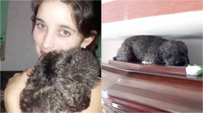 Dona falece e cachorro visita seu túmulo há 4 anos. (Foto: Reprodução Twitter/@Bele_dure) 