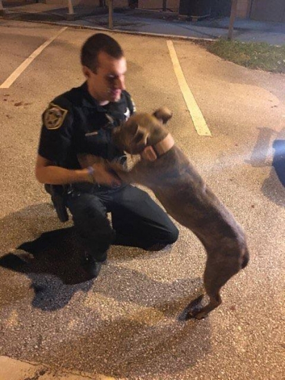 O cão pit bull ferido estava acompanhado de outro cachorro da mesma raça. (Foto: Facebook/Orange County Sheriffs Office, Florida)