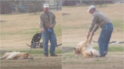 Golden retriever tem reação hilária quando dono tenta levá-lo embora do parque. (Foto: Reprodução Youtube/Wipandco)