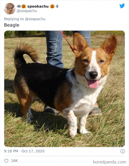 Corgi com Beagle. (Foto: Twitter/@soapachu)