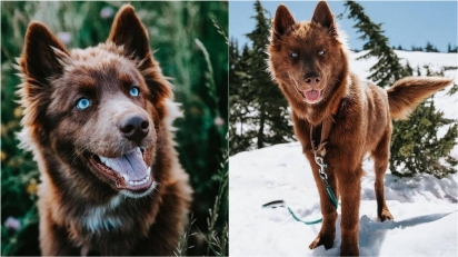 Husky siberiano é confundido com lobo devido a sua aparência. (Foto: Facebook/Nicole Spahn)