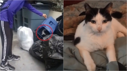 Casal resgata gato minutos antes dele ser jogado em compactador de lixo. (Foto: Reprodução Instagram/littlewanderersnyc)