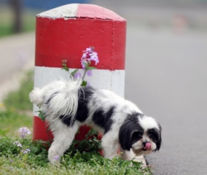 A infecção urinária é uma inflamação que deixa o cão desconfortável para urinar. (Foto: Divulgação/Pixabay)