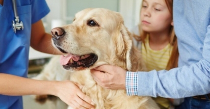 Se você estiver preocupado com o vômito excessivo do seu cão, leve-o imediatamente para o médico veterinário. (Foto: Divulgação/unsplash)