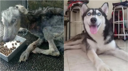 Husky siberiano passa por transformação inacreditável após ser resgatada. (Foto: Facebook / Ria Myburgh)