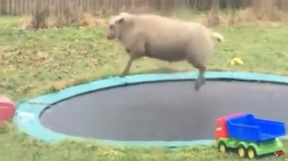 A ovelhinha descobriu acidentalmente o brinquedo. (Foto: Reprodução Youtube/Aww Network)