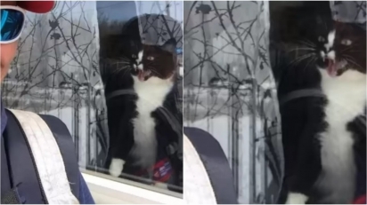 Gato tem reação hilária ao tentar expulsar carteira da sua casa. (Foto: Reprodução Youtube / Debra Anderson)
