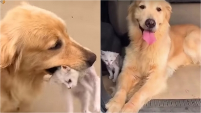 Golden retriever encontra filhote de gato na rua e decide adotá-lo. (Foto: Reprodução Youtube/Viral Paws) 