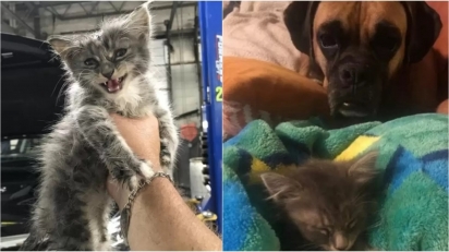 Mecânico encontra filhote de gato escondido no motor de carro, o adota e o seu cão Boxer vira um irmão protetor. (Foto: Arquivo Pessoal)