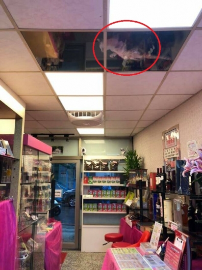 Comerciante coloca painel de vidro no teto para que seus gatos possam monitorá-lo de perto. (Foto: Twitter/@SCMcrocodile) 