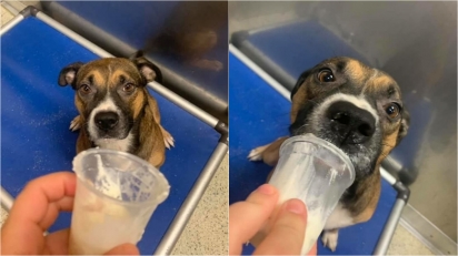 Mulher leva dezenas de puppuccinos para cães de abrigo e eles ficam felizes com os petiscos próprios para cachorros. (Foto: Facebook/Blaise Landry)