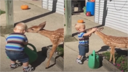 Garotinho é filmado trocando carinho com cervo em momento muito fofo. (Foto: Reprodução Youtube/Waggle TV)