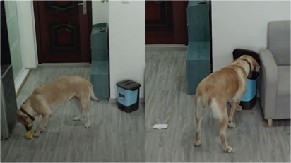 Labrador comete o crime perfeito e encobre seus rastros. (Foto: Reprodução Youtube/South China Morning Post) 