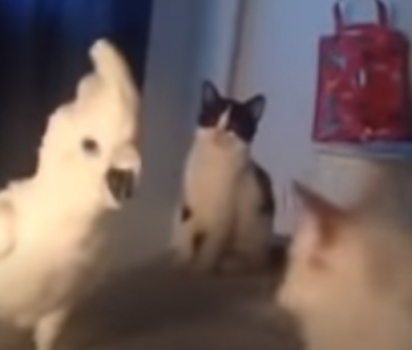  A cacatua se aproxima da gataria para imitá-la. (Foto: Reprodução Youtube/ DailyPicksandFlicks)