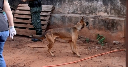 Os cães foram encontrados amarrados sob chuva e sol em uma residência em São José do Rio Preto, SP. (Foto: Foto: Reprodução/TV TEM)