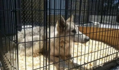 O WOLF Sanctuary do Colorado, que resgata lobos e cães-lobos, se ofereceu para receber o filhote de 1 ano de idade. (Foto: W.O.L.F. Sanctuary)