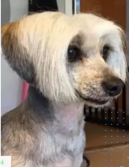 30 penteados engraçados de cães que ficaram parecendo gente