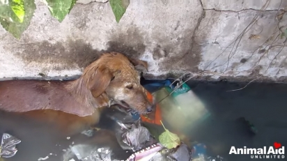 A cachorrinha foi encontrada à beira da morte em um curso d’água contaminado, repleto de dejetos. (Foto: Reprodução Youtube/Animal Aid Unlimited, India)