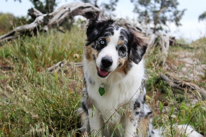 Alguns cães inclinam a cabeça com palavras que lhe agradam: passear, comer, parque, entre outros. (Foto: Reprodução/Pinterest) 