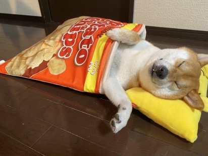 Yuki-Chan é um cão da raça Shiba Inu de 3 anos que dorme dentro de caminhas de animais que parecem lanches gigantes. (Foto: Twitter/ @n0qTVdKQKf4r0Qt)