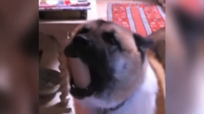 Para chamara a atenção do dono, cão usa rolo de papel higiênico como berrante. (Foto: Reprodução Facebook/Americas Funniest Home Videos)