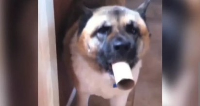 O cão aparece em frente ao dono com um rolo de papel higiênico na boca. (Foto: Reprodução Facebook/Americas Funniest Home Videos) 