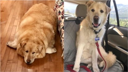 Golden retriever que seria sacrificado por ser obeso é salvo, emagrece e se torna cão de terapia. (Foto: Facebook/This is Kai)
