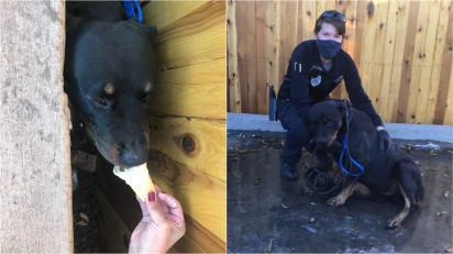 Socorristas oferecem sorvete para acalmar cão preso e retirá-lo de fresta, onde ficou preso por horas. (Foto: Facebook/Denver Animal Shelter)