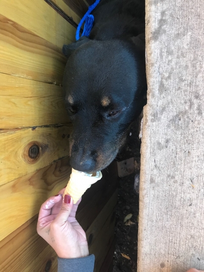 O cão estava nervoso e para acalmá-lo deram-lhe sorvete de casquinha. (Foto: Facebook/Denver Animal Shelter)