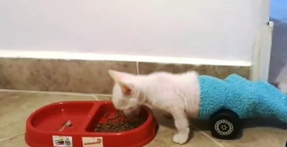  A pessoa que encontrou o gatinho queria levá-lo a eutanásia. (Foto: Reprodução Youtube/Noticias Caracol)
