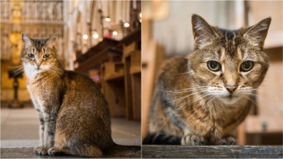 Igreja faz homenagem à gatinha que morreu após 12 anos vivendo em sua catedral. (Foto: Bridget Davey)