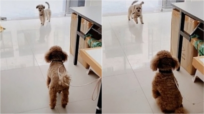 Em vídeo fofo, cachorrinho tenta a todo custo convencer seu amigo a brincar com ele. (Foto: Tik Tok/Douyin Xm5120)