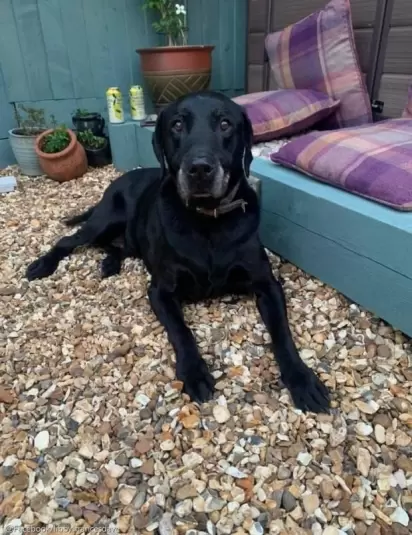 O cão falecido, Smiff. (Foto: Facebook/ Libby Frances Davey)