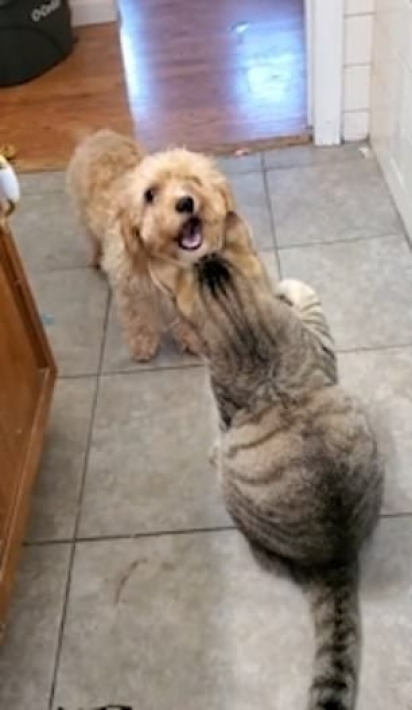 O cachorrinho vai ao banheiro e é impedido por gato. (Foto: Reprodução/Caters)