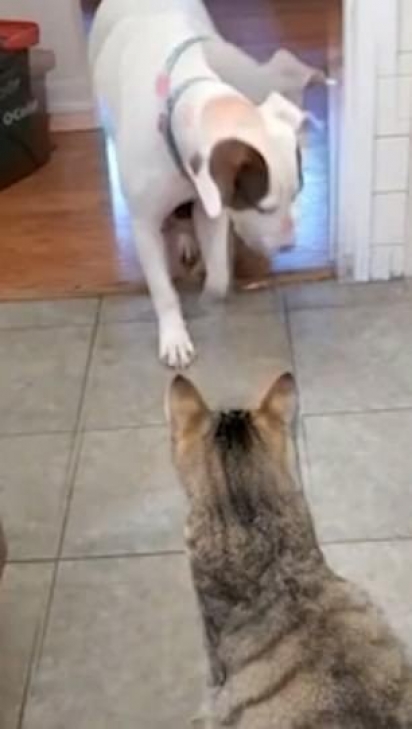 O cachorrinho chama seu amigo grandalhão para ajudá-lo com a situação. (Foto: Reprodução/Caters)
