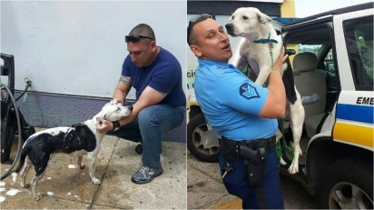 Cão em situação de rua invade delegacia e acaba sendo adotado por policiais. (Foto: Policía de Puerto Rico)