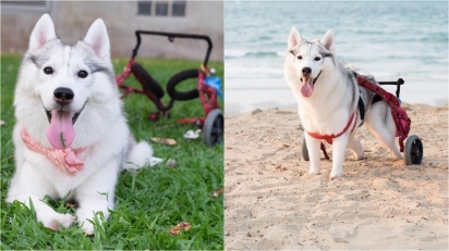 Husky que nasceu sem patas é adotada, ganha cadeira de rodas e agora é só felicidade. (Foto: Instagram/maya_siberian) 