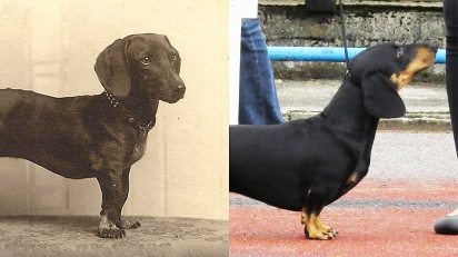 Antes e depois de raças de cães atuais com as de 100 anos atrás. (Foto: homedesignfordogs)
